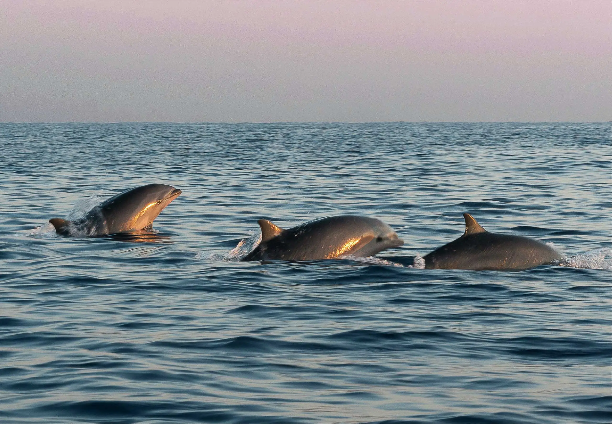Avistamiento de Delfines - Guanacaste - Costa Rica