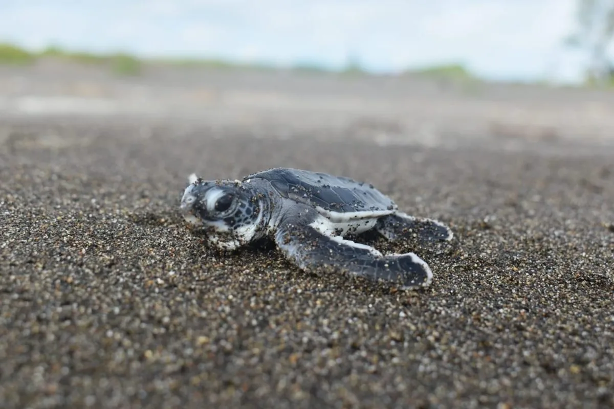 Tortugas en el Parque Nacional Marino Las Baulas - Guanacaste - Costa Rica